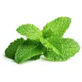 EMSA Click and Grow - Smart Garden Refill 3-pack - Peppermint (SGR22X3)