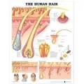 Anatomical Chart Co. The Human Hair Anatomical Chart