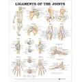 Anatomical Chart Co. Ligaments of the Joints Anatomical Chart