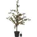 Star Trading Star TradingDekortre Larix 117 cmGrønnDekorativ julebelysningFra Homeroom