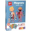 APLI Magnetisk Sett Med Menneskekroppen