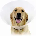 Kvp Check Hundekrage