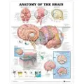 Anatomical Chart Co. Anatomy of the Brain Anatomical Chart