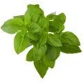 Click and Grow Smart Garden Refill 3-pack - Dwarf Basil