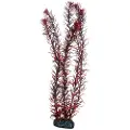Dohse Eusteralis, 39 cm