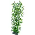 Dohse Heteranthera, 34 cm