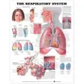 Anatomical Chart Co. The Respiratory System Anatomical Chart
