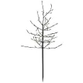 Sirius Home Sirius Noah Træ - 80 LED - H 1,1 meter