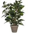 Mica Ficus Natsja Kunstig Plante