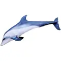Gaby Bottlenose-delfin Gigantpute