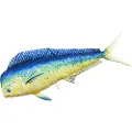 Gaby Den Gigantiske Mahi Mahi-puten