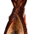 Baetis Male Pheasant Tail Fjær