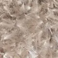 Baetis Cdc Wild Fjær