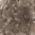 Baetis Cdc Wild Fjær