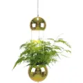Globen Lighting Globen LightingVinduslampe PlanterMessingVinduslamperFra Homeroom