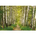 Komar Photomurals Birch Sd301 368 x 254 cm