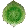 Costa Nova COSTA NOVAServeringsfat Hydrangea 22cmGrønnServeringsfatFra Homeroom