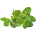Click and Grow - Smart Garden Refill 3-pack Oregano