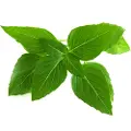 Click & Grow Click and Grow - Smart Garden Refill 3-pack Thai Basil