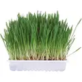 Trixie Gnavergræs 100g - (12 pk/ps)