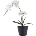 House Nordic House NordicOrkidéGrønnKunstige planter & blomsterFra Homeroom