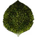 Costa Nova COSTA NOVAServeringsfat Hydrangea 22cmGrønnServeringsfatFra Homeroom