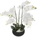 Atmosphera Orchid Jj1682 Blomsterpotte