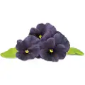 Click & Grow Click and Grow Smart Garden Refill 3-pack - Black Pansy