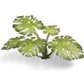 Gamers Grass Gamers Grass: Laser Plants - Monstera