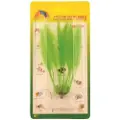 Meadow Amazon sword plant plastic 10 cm