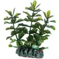 Usorteret Dohse Bacopa, 7 cm