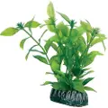 Usorteret Dohse Hygrophila, 13 cm