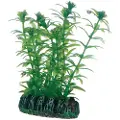 Usorteret Dohse Lagarosiphon, 7 cm