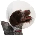 Buster K273392 Elizabethan Hundehalsbånd 10 Enheter