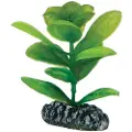 Usorteret Dohse Saururus, 7 cm