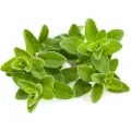 Click & Grow - Smart Garden Refill 3-pack Marjoram