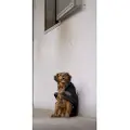Diego & Louna Teddy Nylon Hundegenser