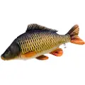 Gaby The Common Carp Giant Pute