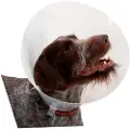 Kruuse K273395 Elizabethan Hundehalsbånd 10 Enheter