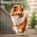 Avonside Publishing Ltd. Shetland Sheepdog Calendar 2026 Square Dog Breed Wall Calendar - 16 Month