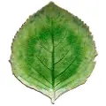 Costa Nova COSTA NOVAServeringsfat Hydrangea 22cmGrønnServeringsfatFra Homeroom