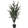 House Nordic House NordicEukalyptus treGrønnKunstige planter & blomsterFra Homeroom