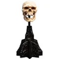 Weta Workshop Lord Of The Rings Mini Skull Of A Mordor Orc 14 Cm Figur