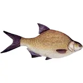 Energoteam Bream 74016473 Pute