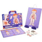 MierEdu Anatomi Magnetisk Dokumentmappe