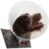 Kruuse K273393 Elizabethan Hundehalsbånd 10 Enheter