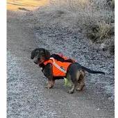 Kardog Sulo GPS- väst med hög synlighet DH4