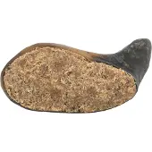 Trixie Fylt Buffalo Horn, 10-14 cm
