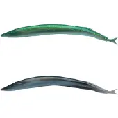 Berkley Silver Mud Gulp Alive Sand ål Myk Agn