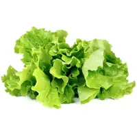 EMSA Click and Grow - Smart Garden Refill 3-pack - Green Lettuce (SGR32X3)